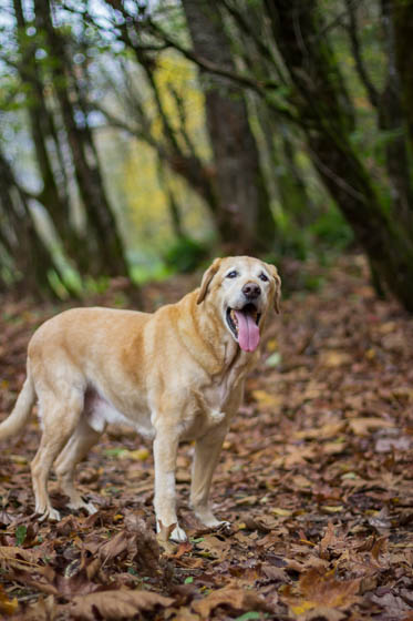  Yellow lab standing in fall leaves with tongue out. 