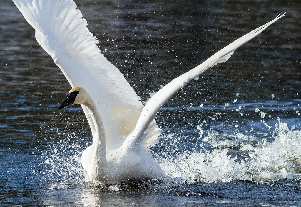 Back from the Brink: Trumpeter Swans make remarkable recovery — Country  Roads, Celebrating Life in Hastings County