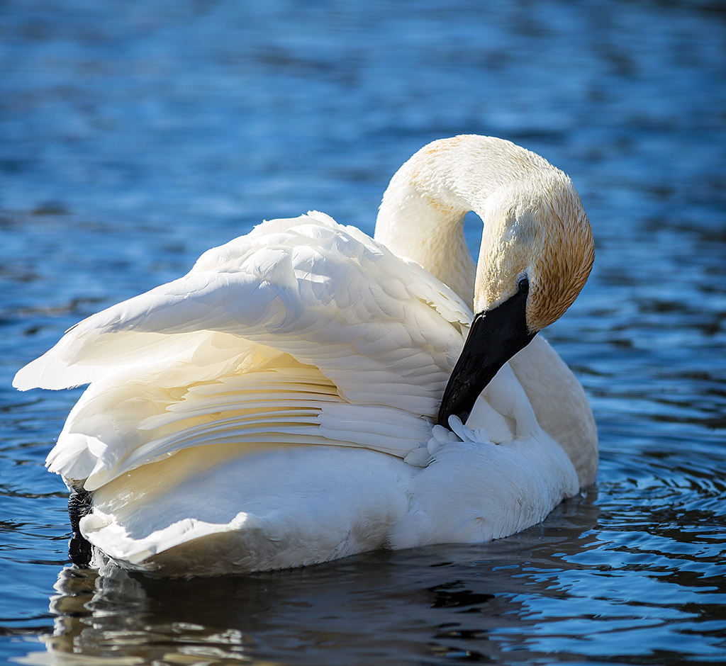 Daily preening maintains a water repellent layer of feathers, which insulates the swans from frigid waters and sub-zero temperatures.