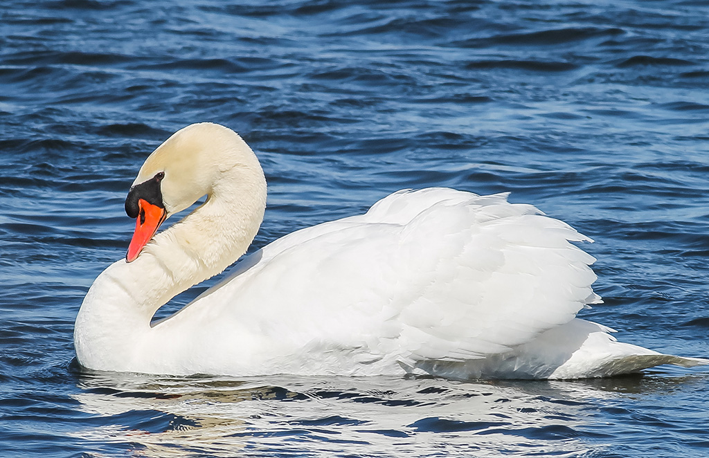 Mute Swans, native to Eurasia, are increasingly common in southern Hastings County. They are easily distinguished from Trumpeters by their orange-red bills.