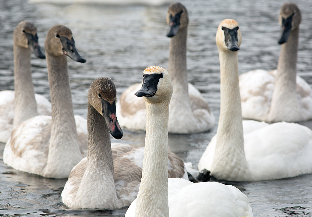 Young swans remain with their parents during the first winter. First-year swans are easily recognized by their darker colouration, most noticeable on the head and neck