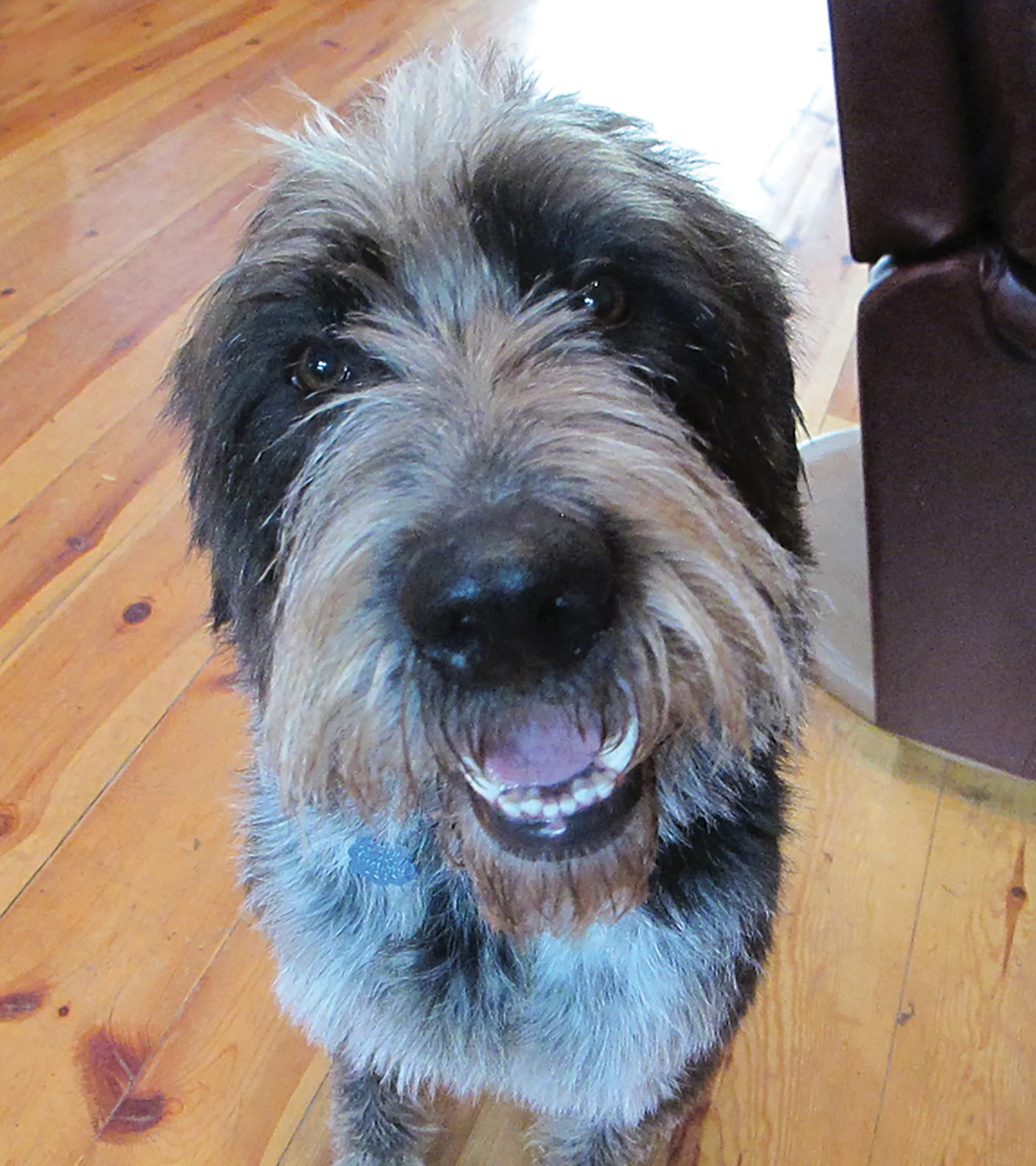 The face that launched a rescue effort. Thanks to the immediacy of social media and a cadre of dedicated volunteers, Kevin was rescued from a Montreal shelter by the Highlands Animal Relief Team shortly before he was due to be euthanized.