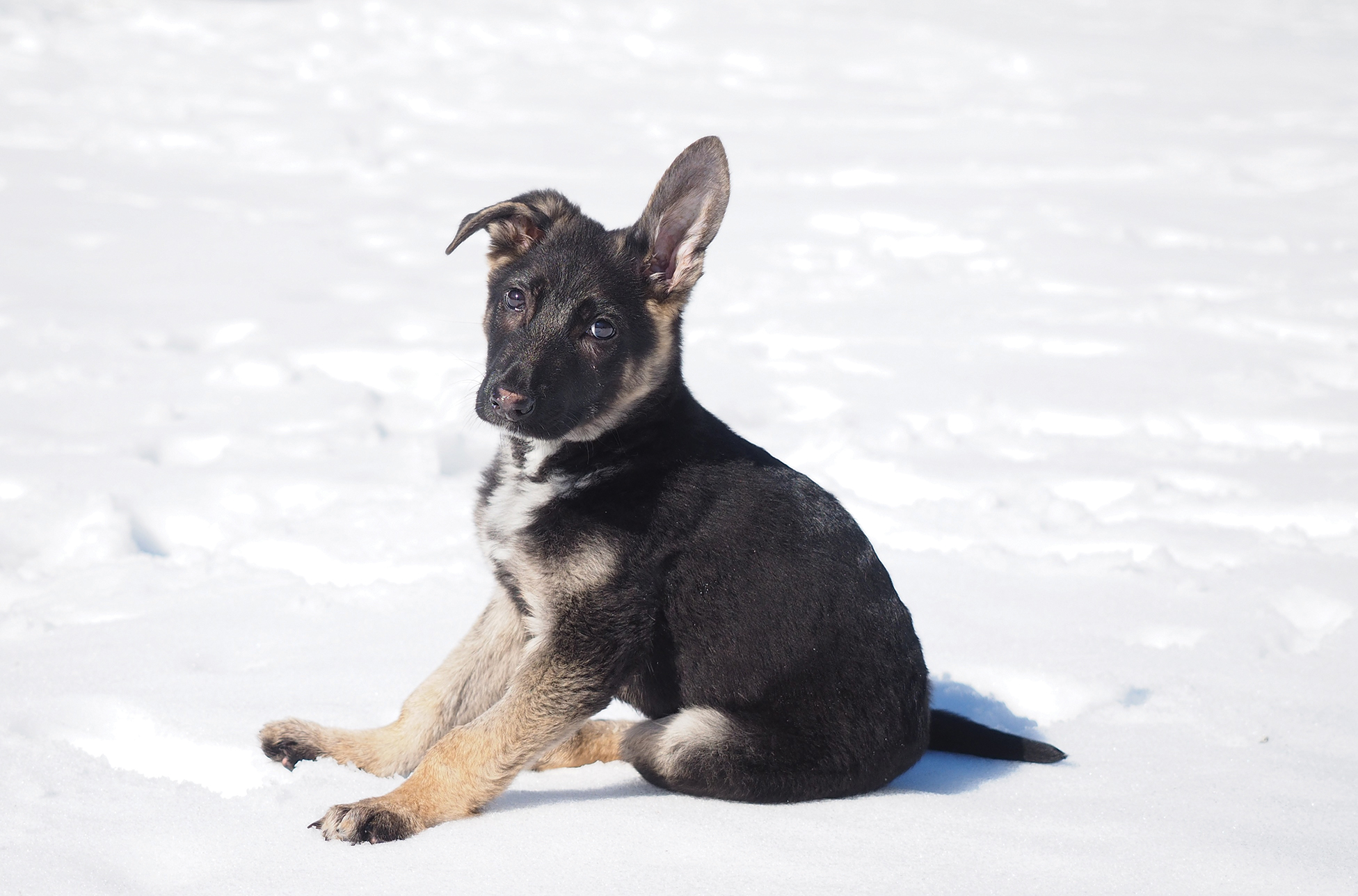 Individuals or families interested in adopting a dog such as Miles must go through a vetting process that includes filling out an application form and having a home visit.Photo courtesy HART dog rescue