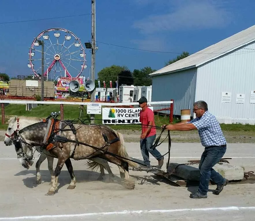What makes the Stirling Agricultural Fair so special is their attention to the Agricultural shows such as - Horse/Pony Pulls, Horse Show, 4-H, Beef show, goat show and sheep shearing. 