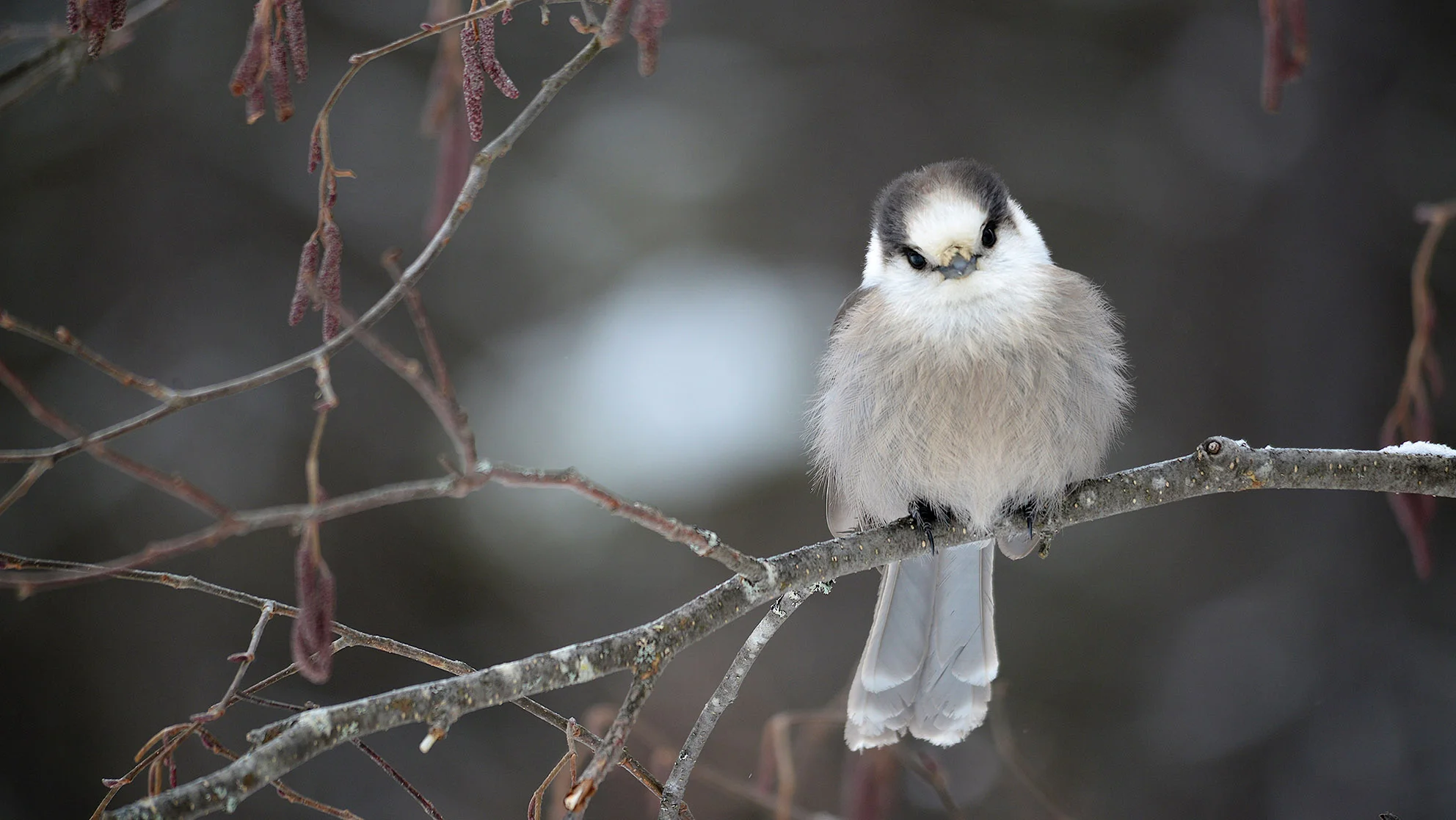 Gray Jay's rear their chicks in the dead of winter. These highly curious birds are very comfortable with human interaction.