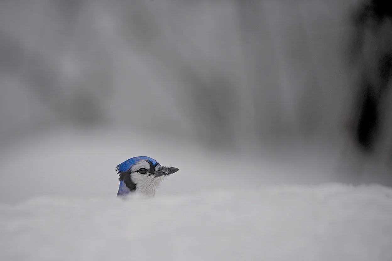 A stark white background of snow gives many animal species, such as Blue Jays, extra pop.