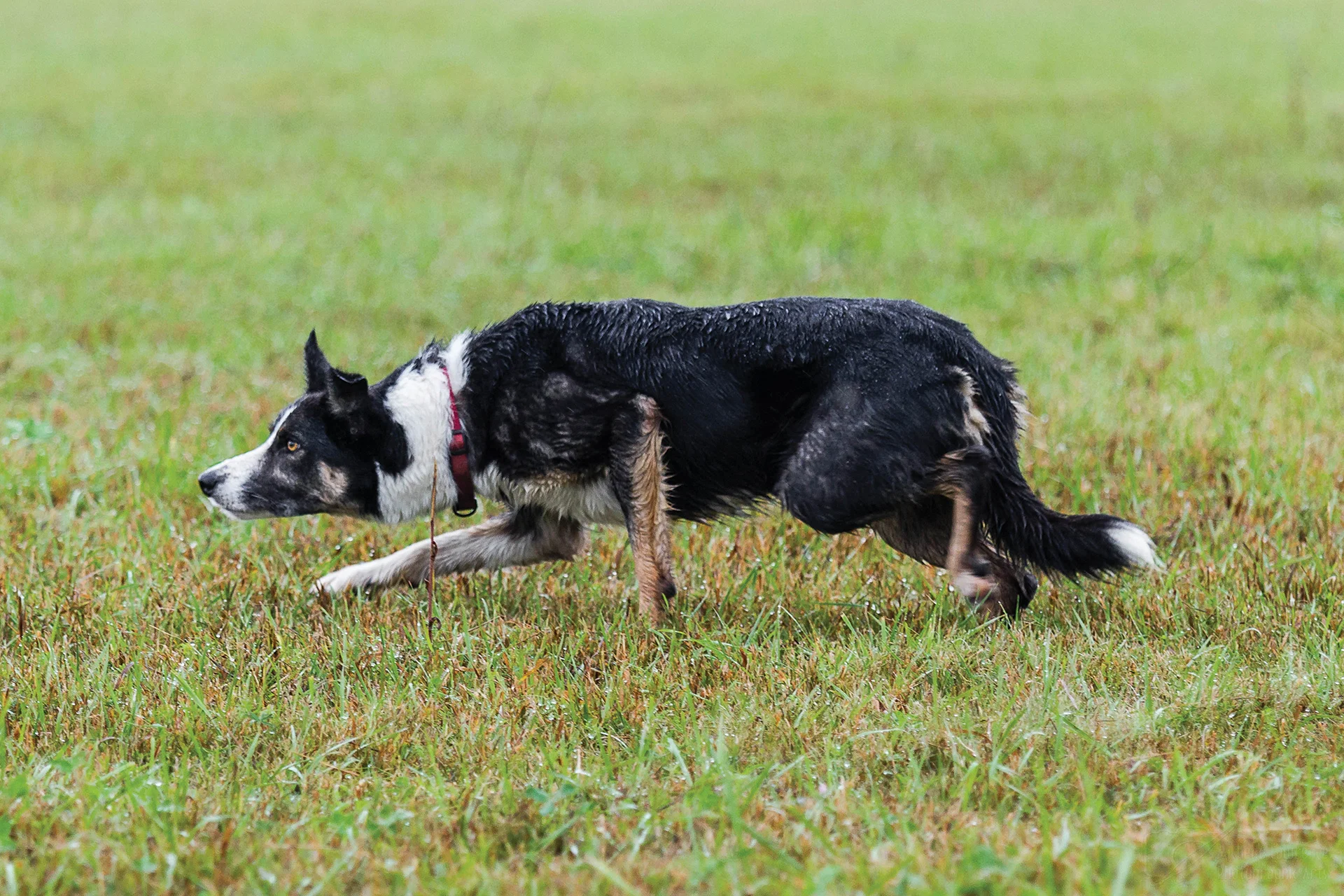 ‘Fleet’ now plies his trade at the Tivoli Lake Preserve in Albany, NY, where he works with young farming students. Photo © Michelle Lawrence, All Rights Reserved