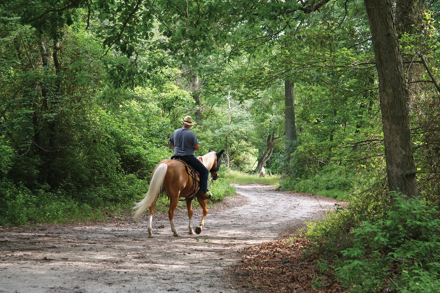 A solitary man on horseback settles in to enjoy a quiet ride in natural beauty. Photo courtesy Eastern Ontario Trails Alliance.