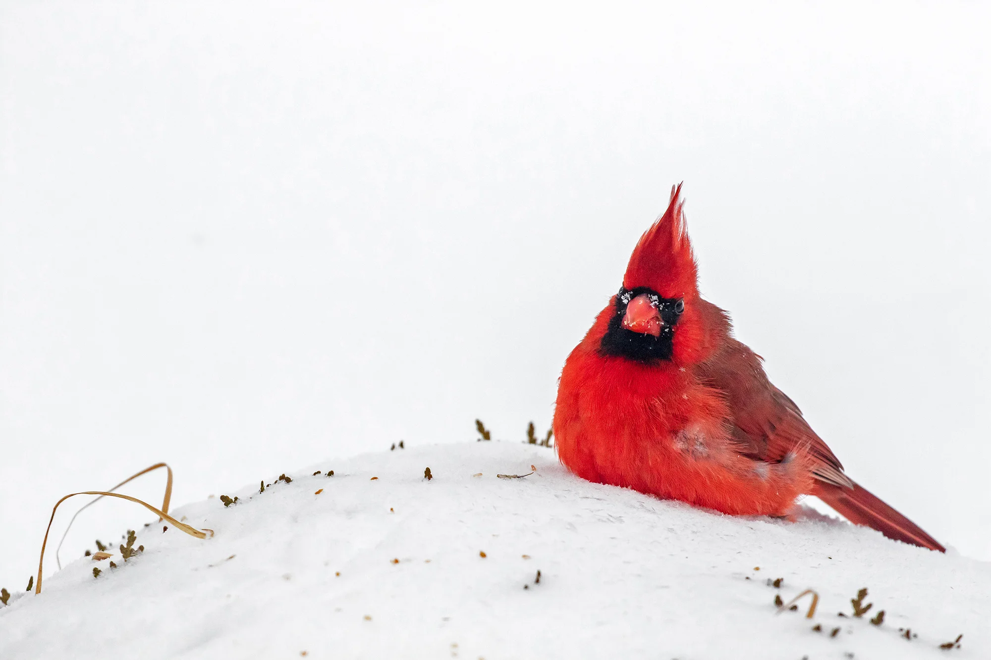 1ST PLACE CANADIAN CARDINAL IN WINTER Photographer: Sandra Lee Randle Photo Description: We rarely get cardinals at our feeders, but we are guaranteed to see a male and a female in the winter. Photo was taken in Stirling, Ontario.