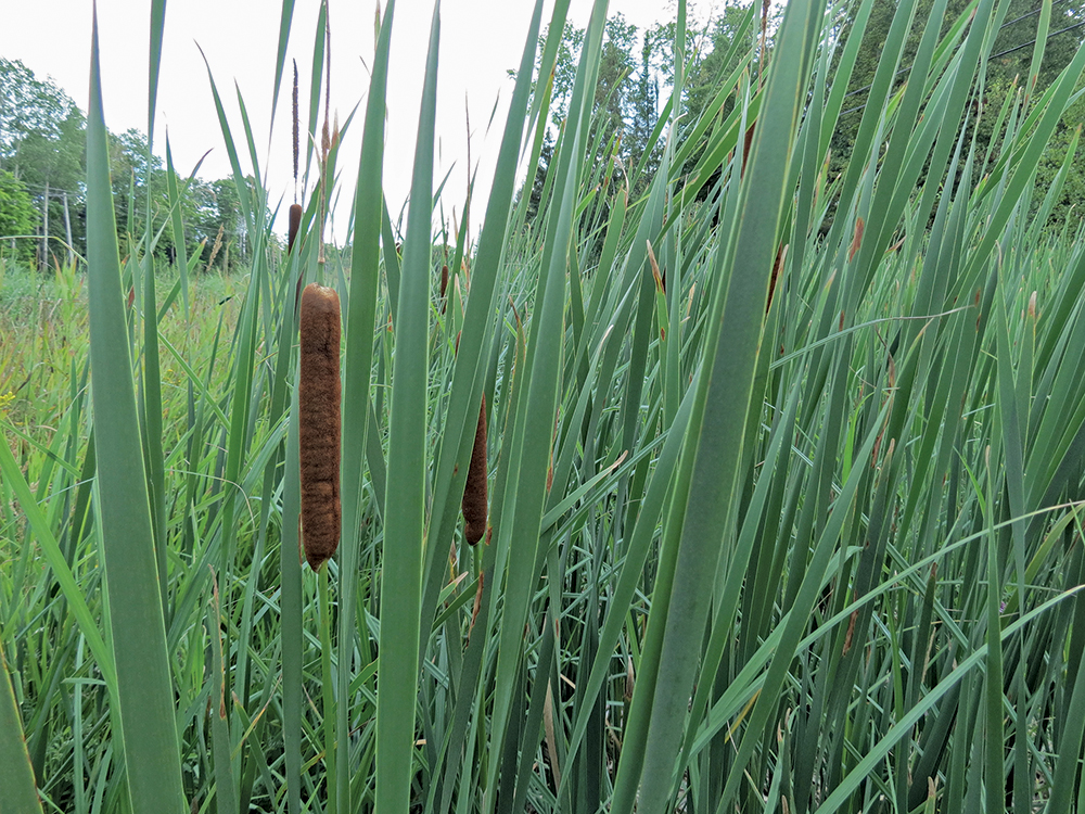 Bulrushes or cattails are a common sight growing in wet or marshy areas.