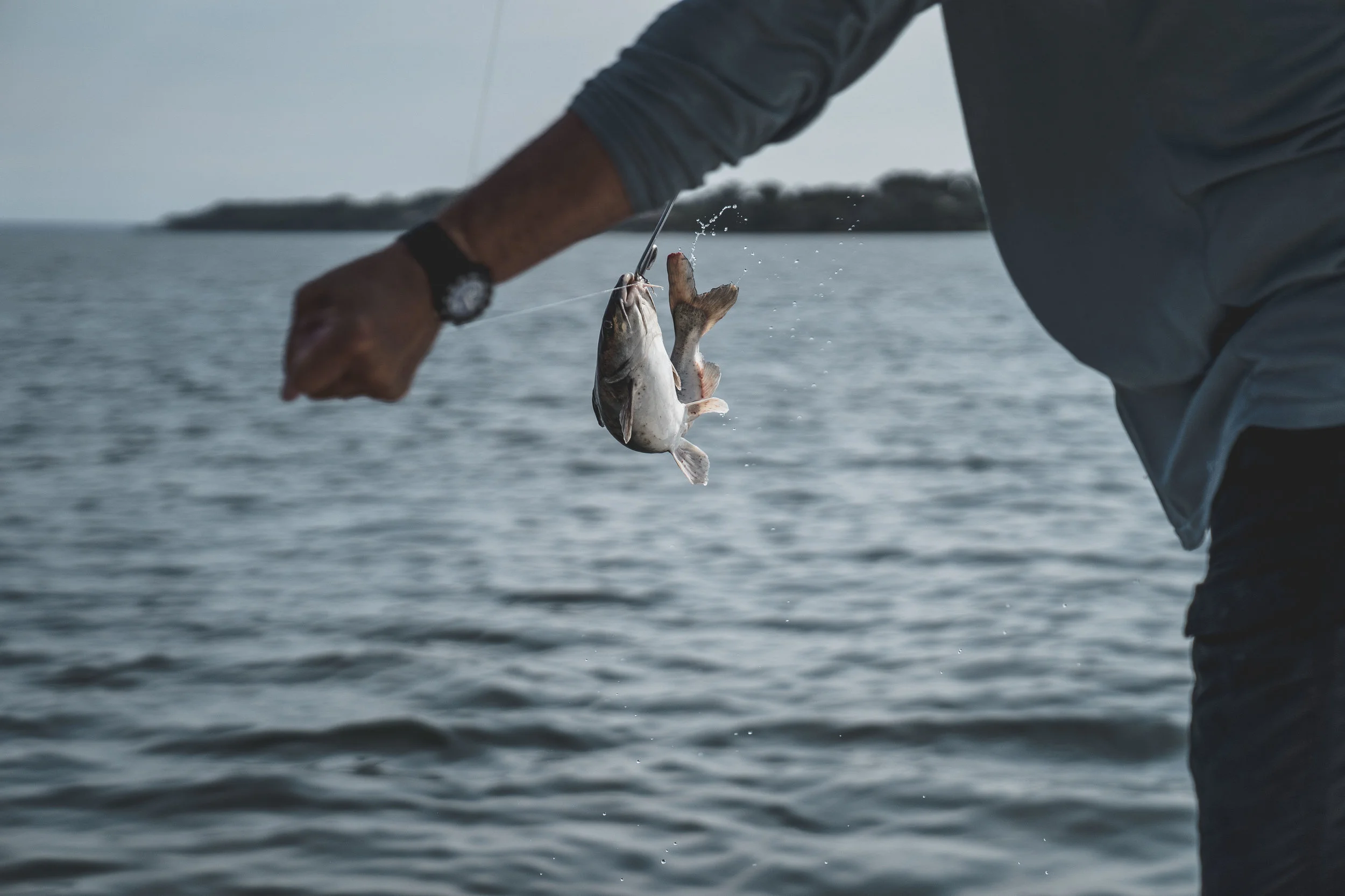 Florida2018_fish-117.jpg