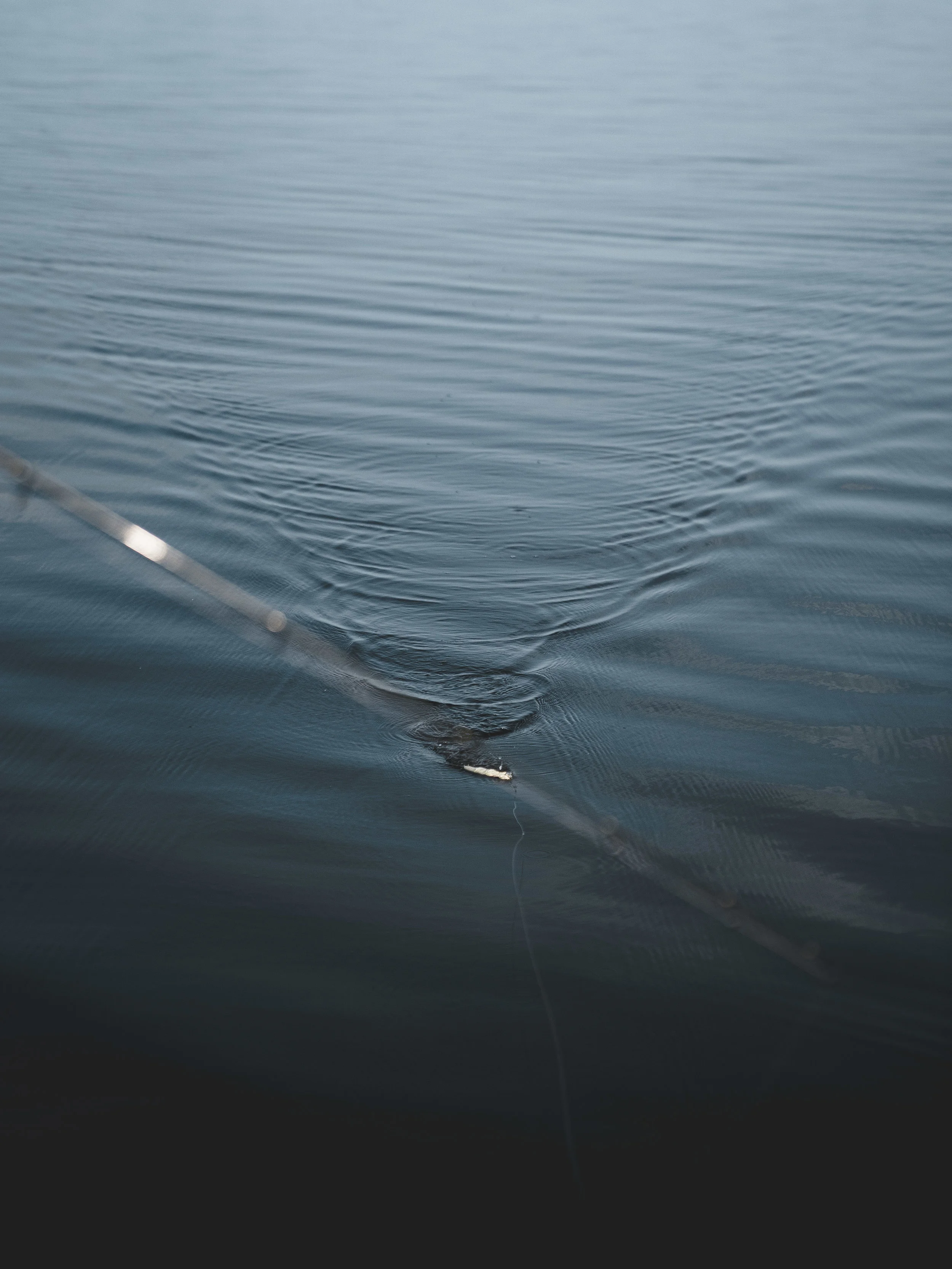 Florida2018_fish-40.jpg