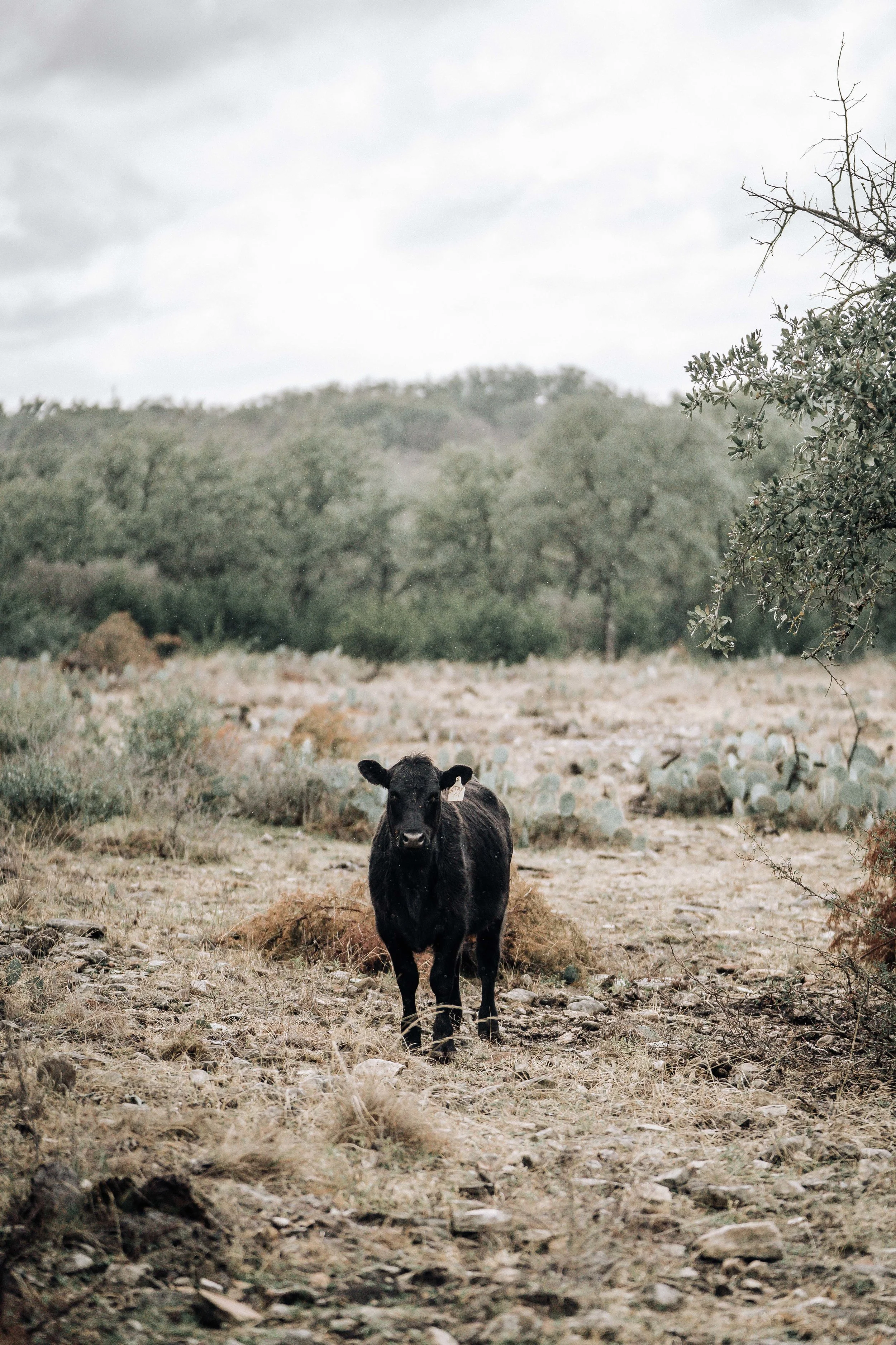 StarMranch-5.jpg