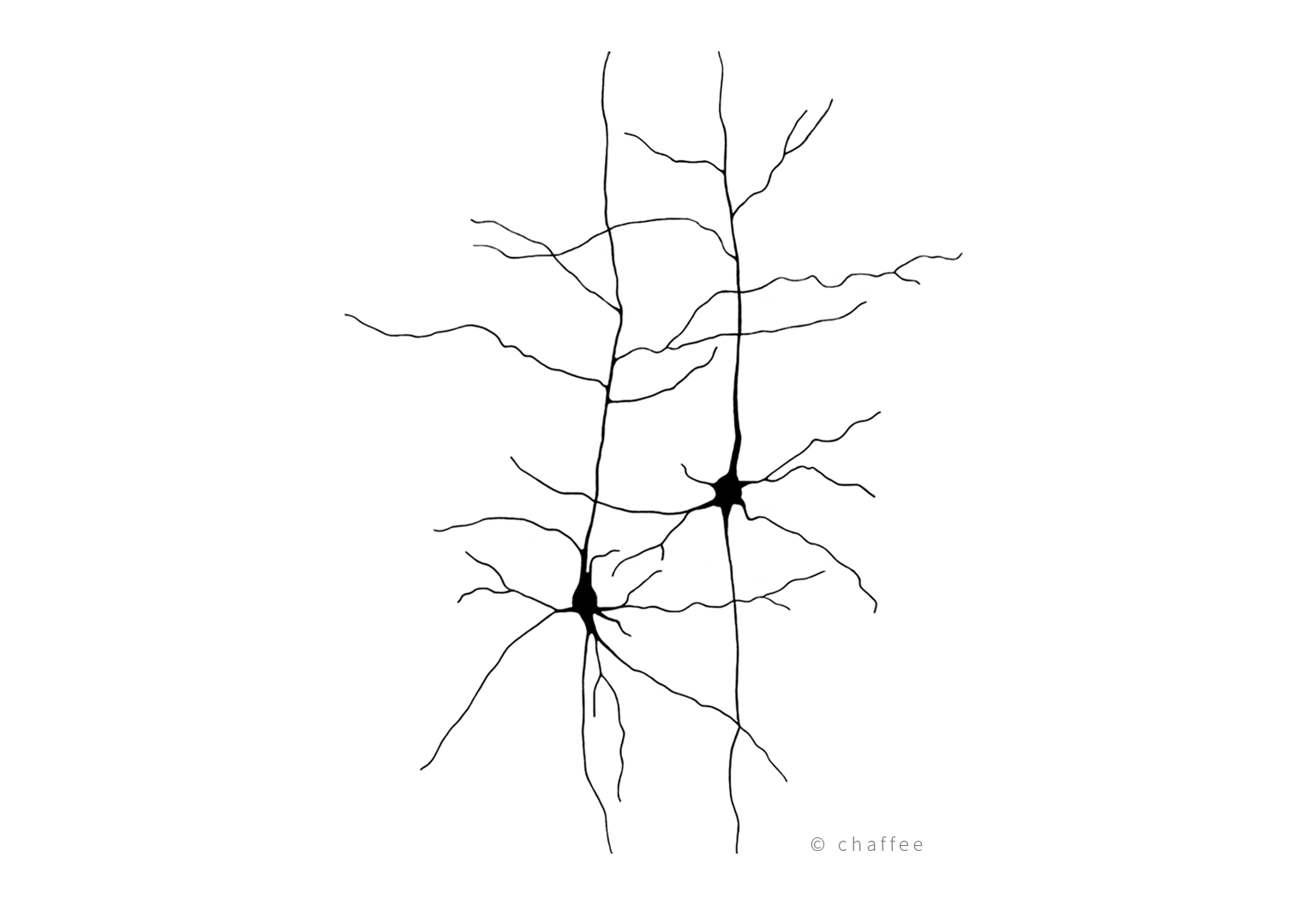 18_chaffee-neuron-1c.png