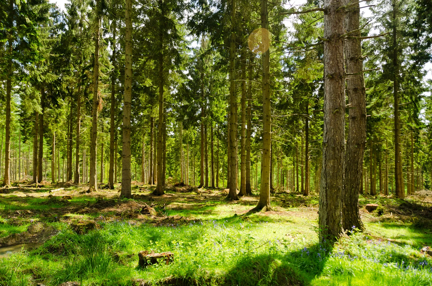 England_-_English_Summer_Forest_(7183015516).jpg