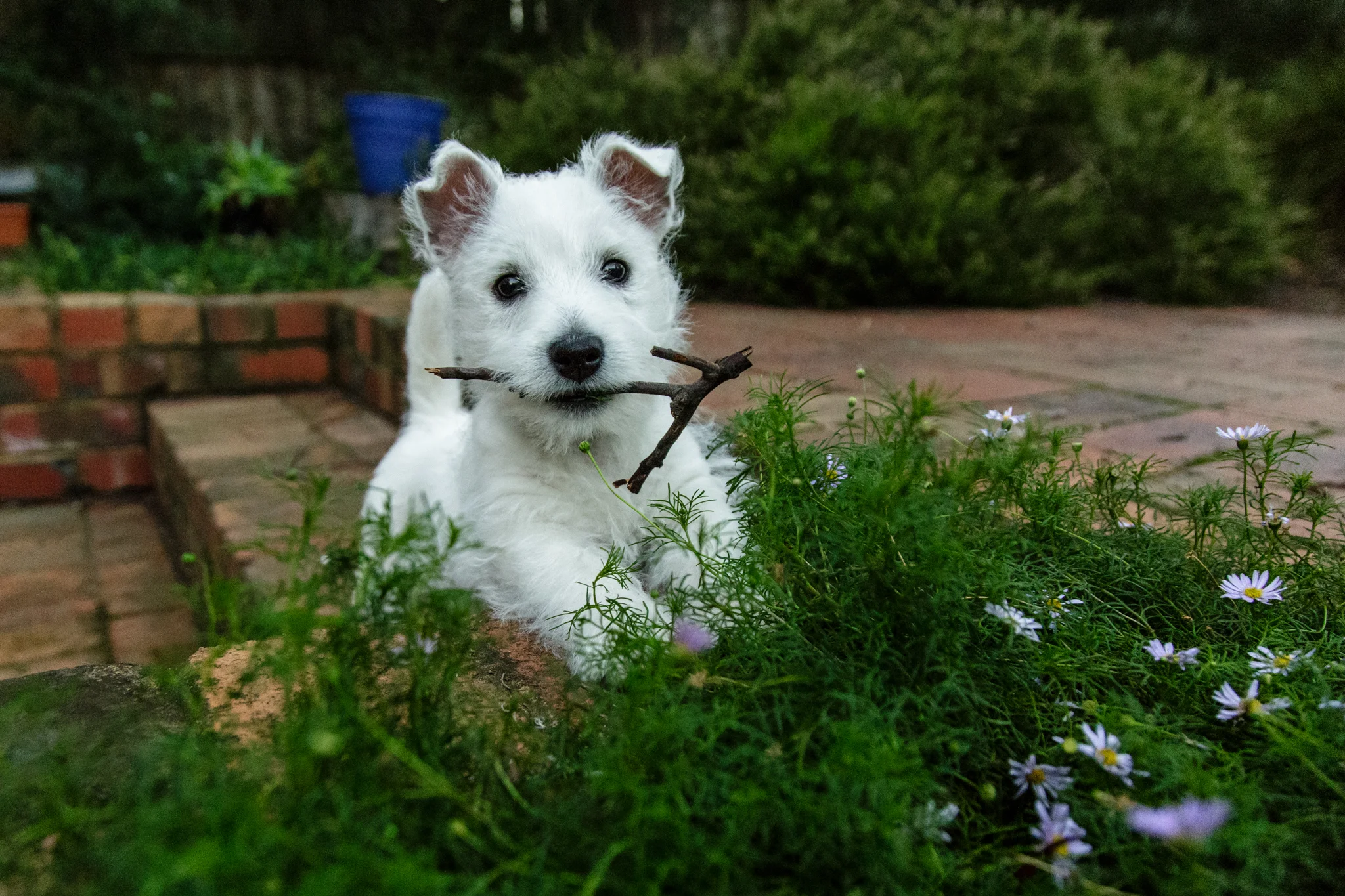 Archie.jpg
