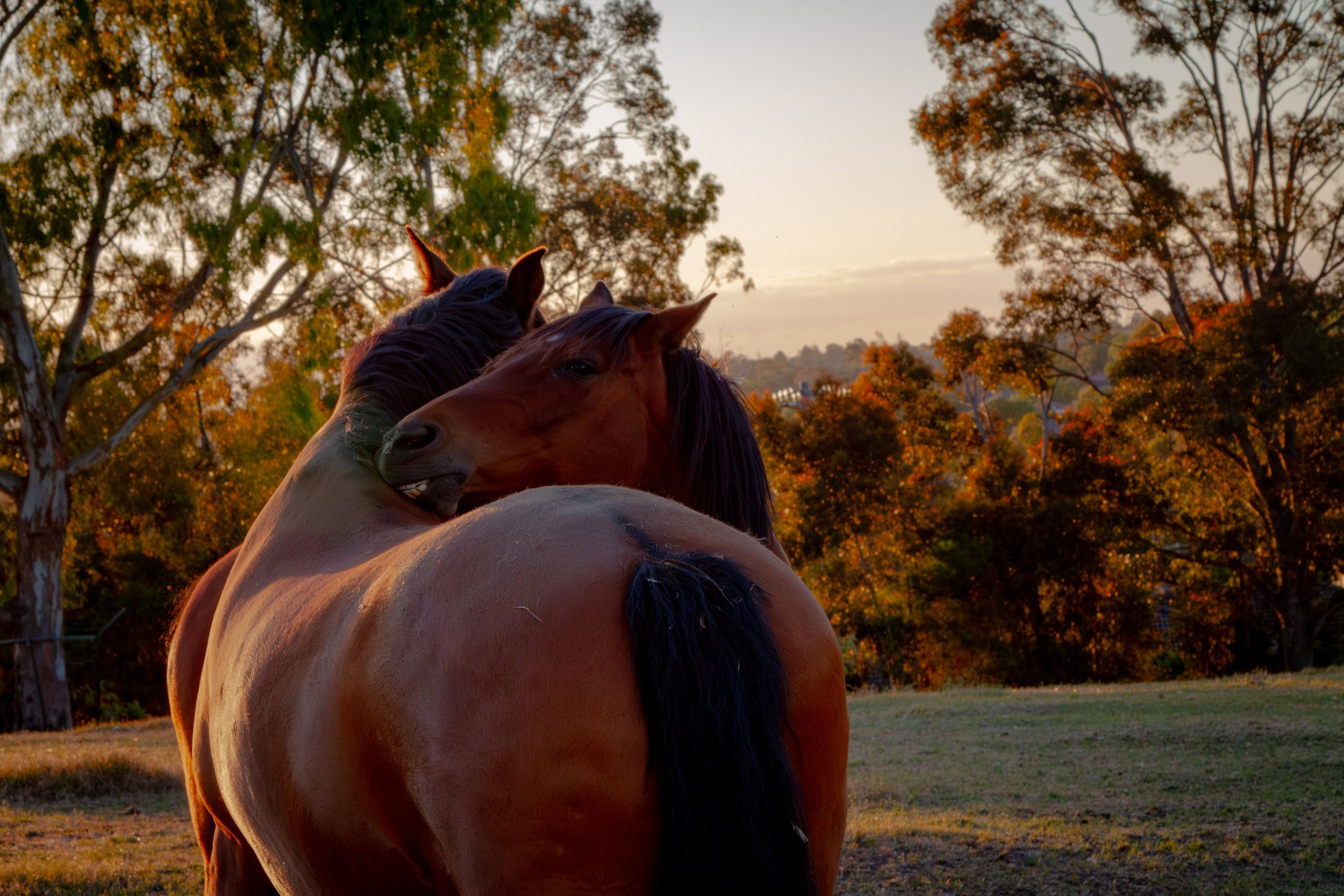 Horse-1.jpg