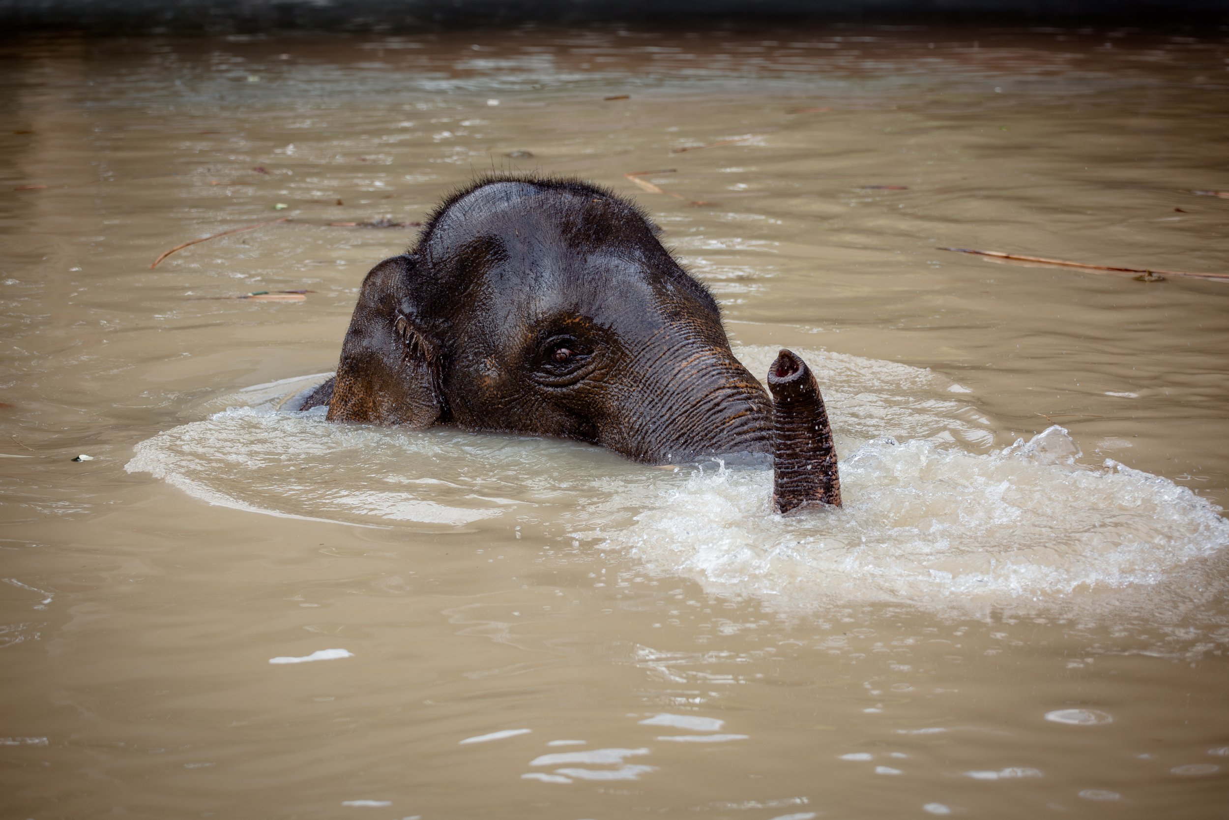 Melbourne Zoo-2.jpg