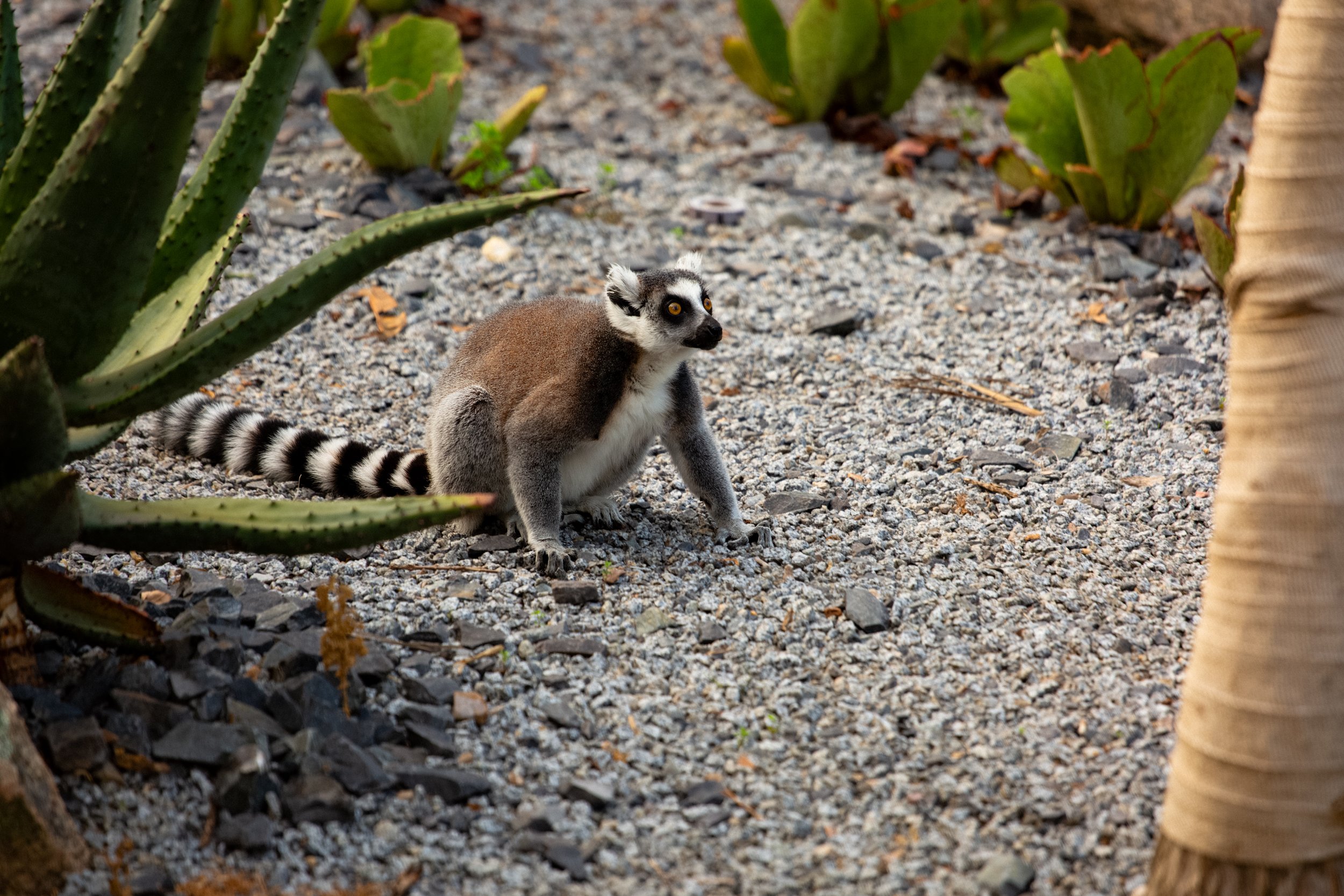 Melbourne Zoo-1.jpg