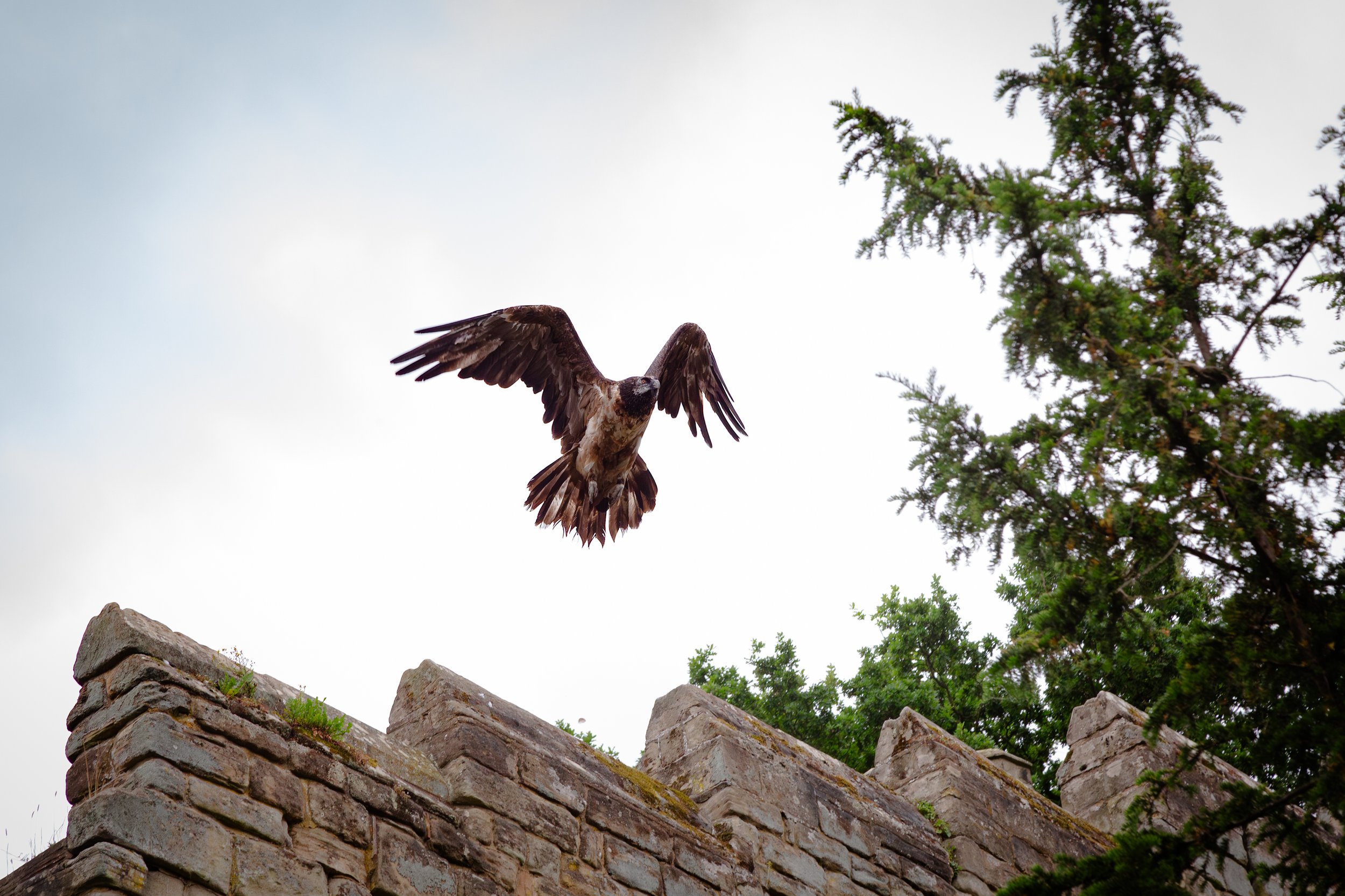 Warwick Castle-2.jpg