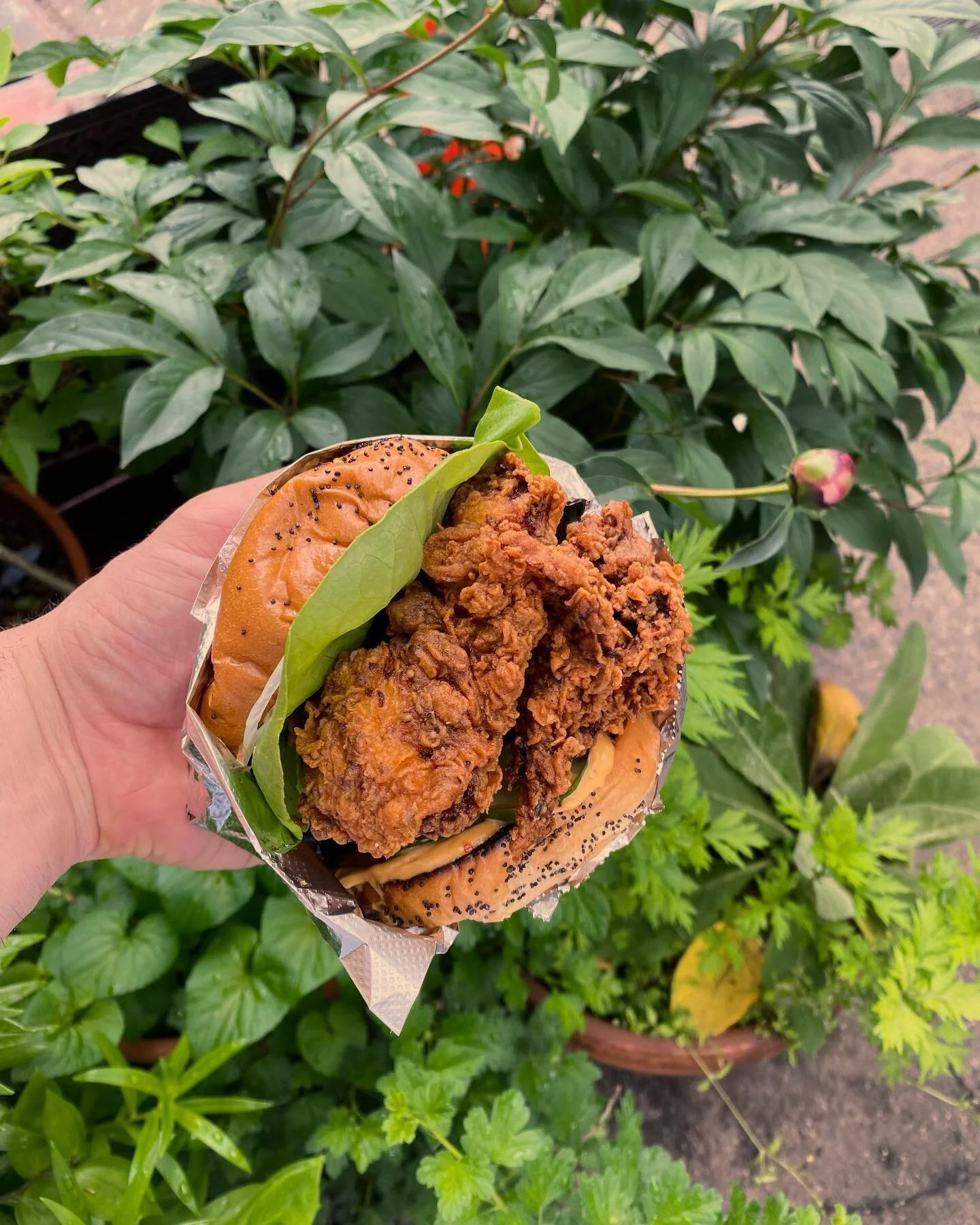 Come enjoy a latte in the cool fall breeze with us for our lunch menu&hellip; 7 days a week &mdash; 9 AM - 2 PM

pictured: the ✨ highly coveted ✨ fried chicken sandwich, made fresh to order, on a poppyseed bun with house spicy mayo, pickles, and onio