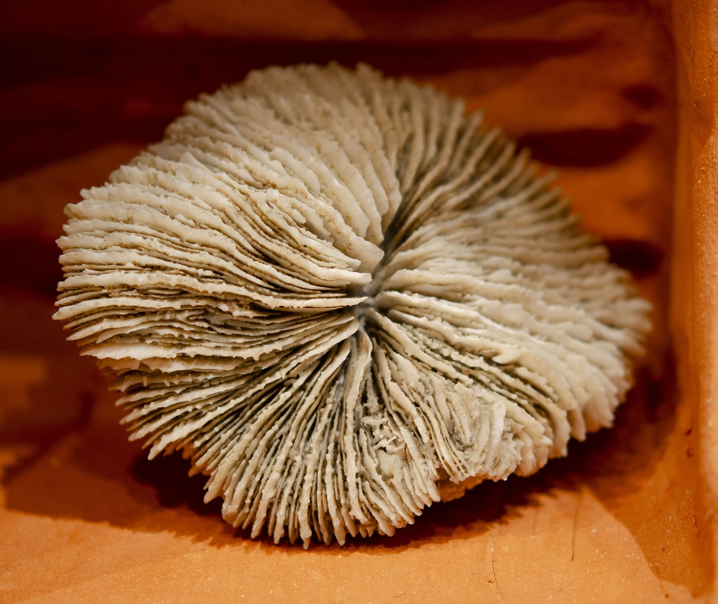 Spiralobject66.jpg
