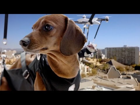 Humane Society: Same Day Pups
