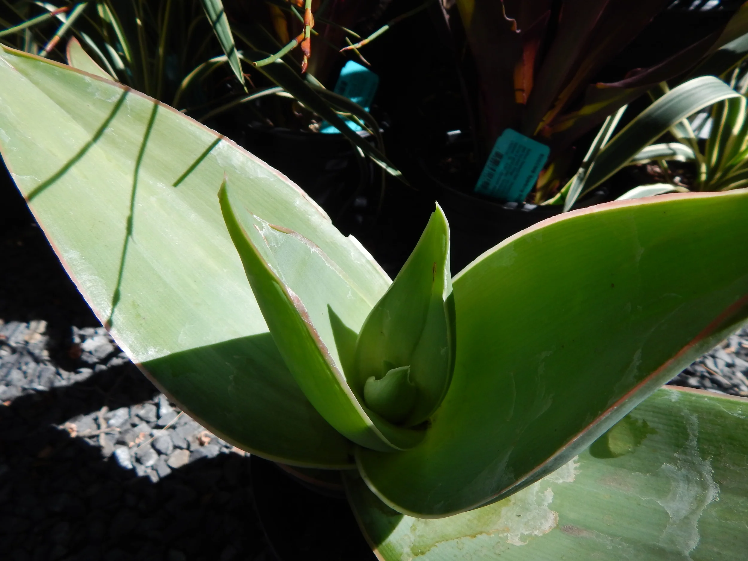 DSCN8770.JPG