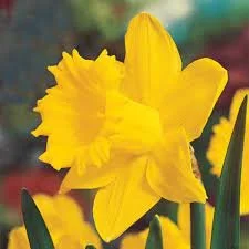 Spring Celebration 