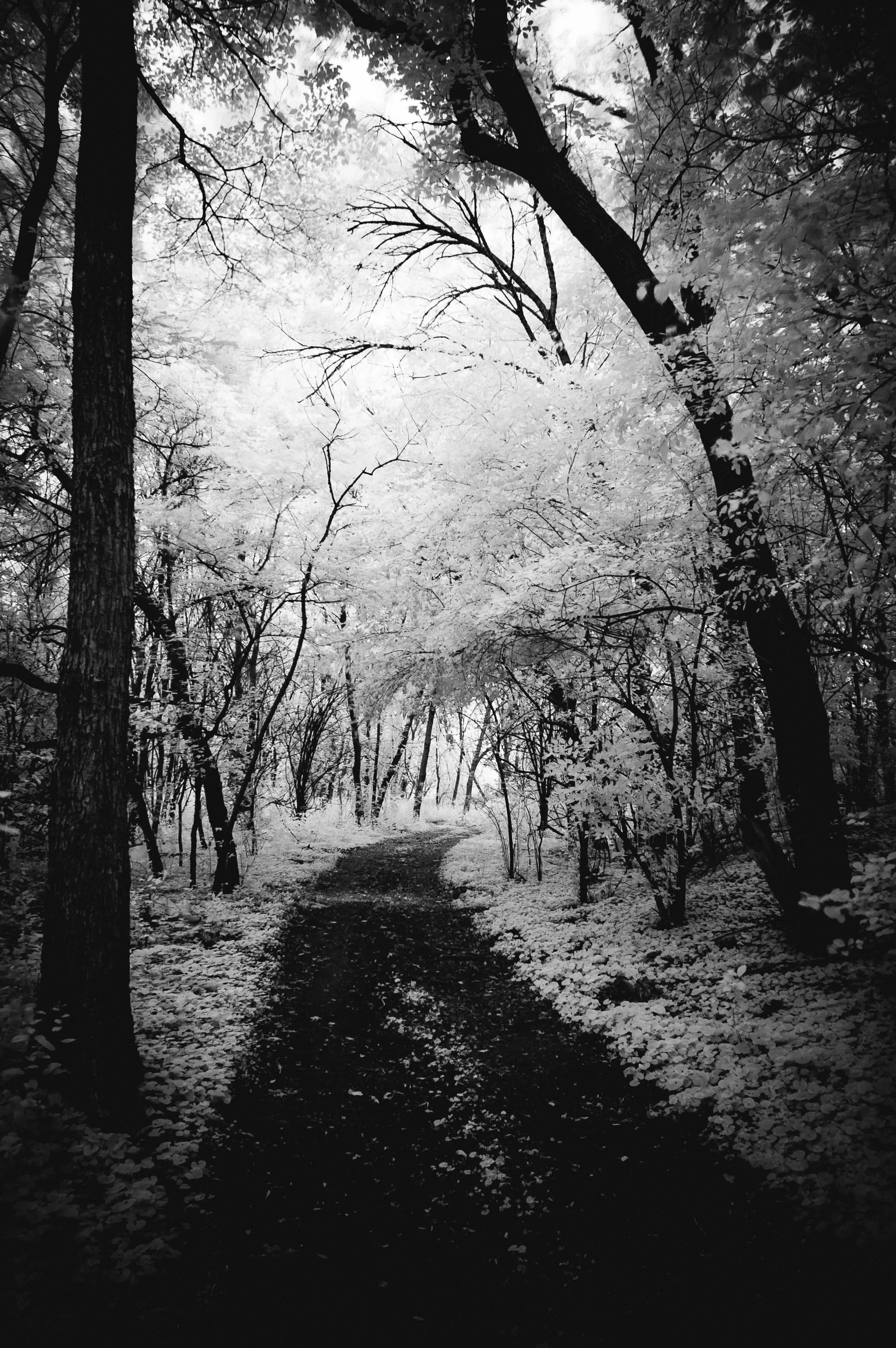 2005_0611_D70_MilwaukeeAveForestPreserve_DSC_0051.jpg