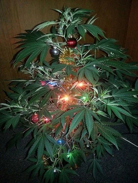 Everything You Need for a Cannabis Christmas (Kushmas) — CHRONIC CRAFTER