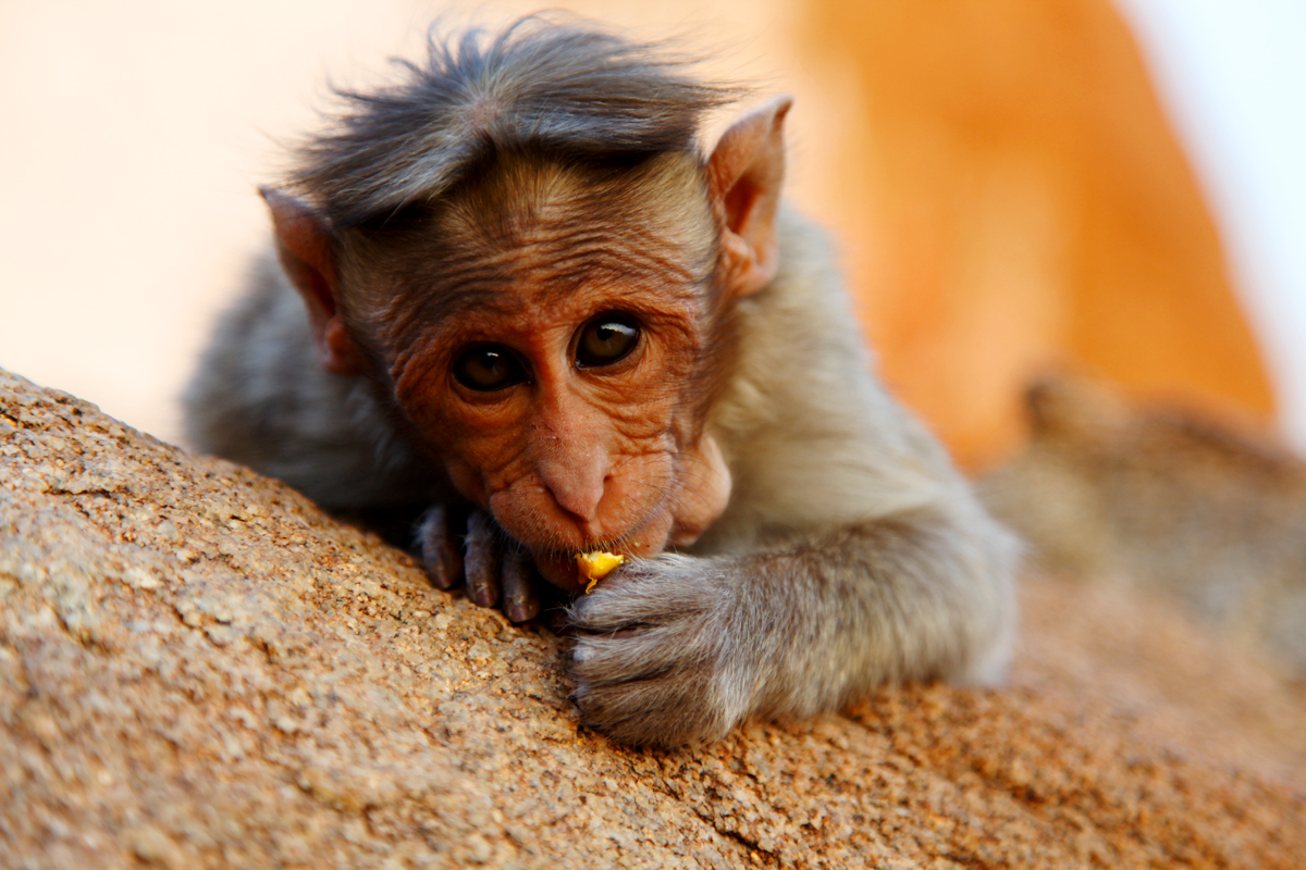 MonkeyLove_web.jpg