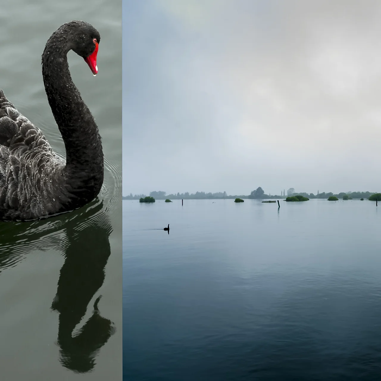 Swan Diptych 2.jpg