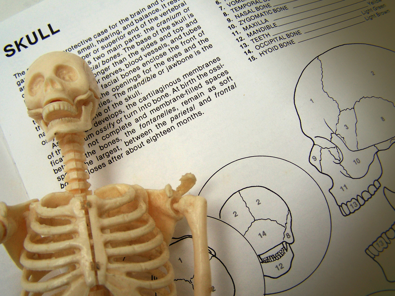 Bones are important and stuff!