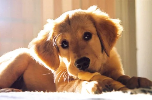 Puppies definitely don't suck!