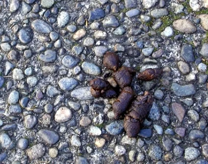 unscooped-poop-1473107-639x478.jpg