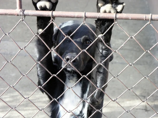 dog-in-distress-1379715-640x480.jpg