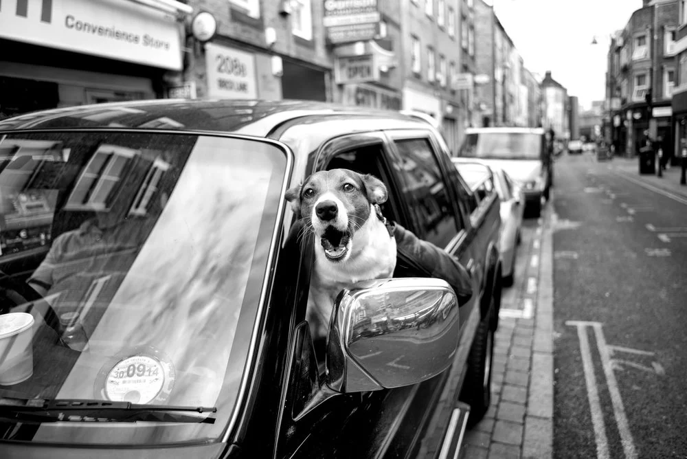 Alan Schaller - Street Photographer - Dogs 2.jpg