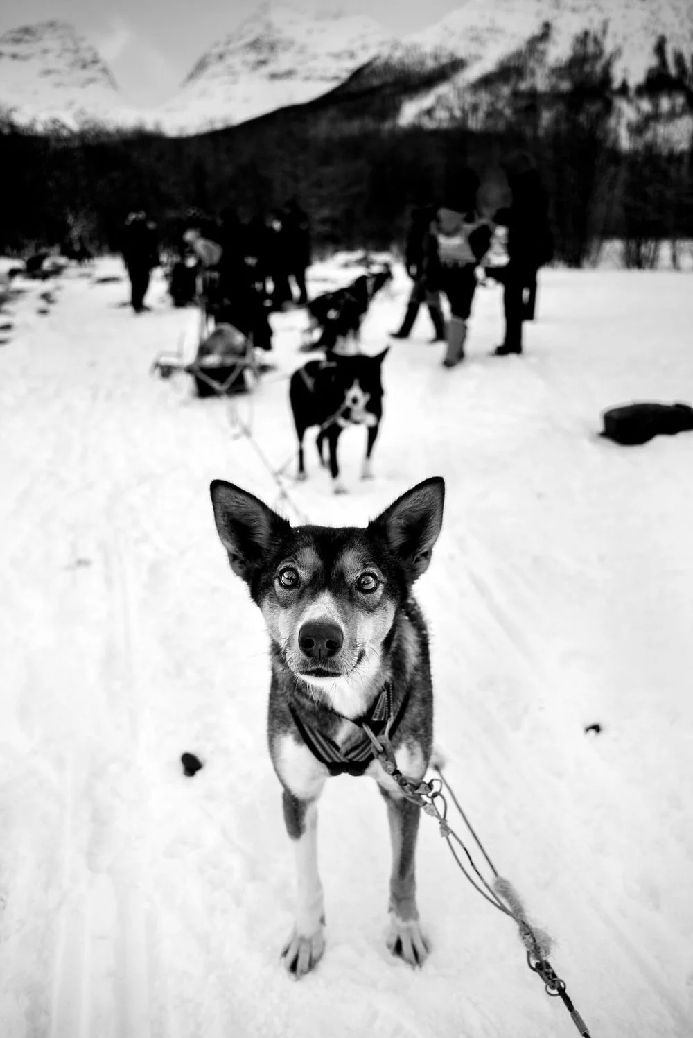 Alan Schaller - Street Photographer - Dogs 5.jpg