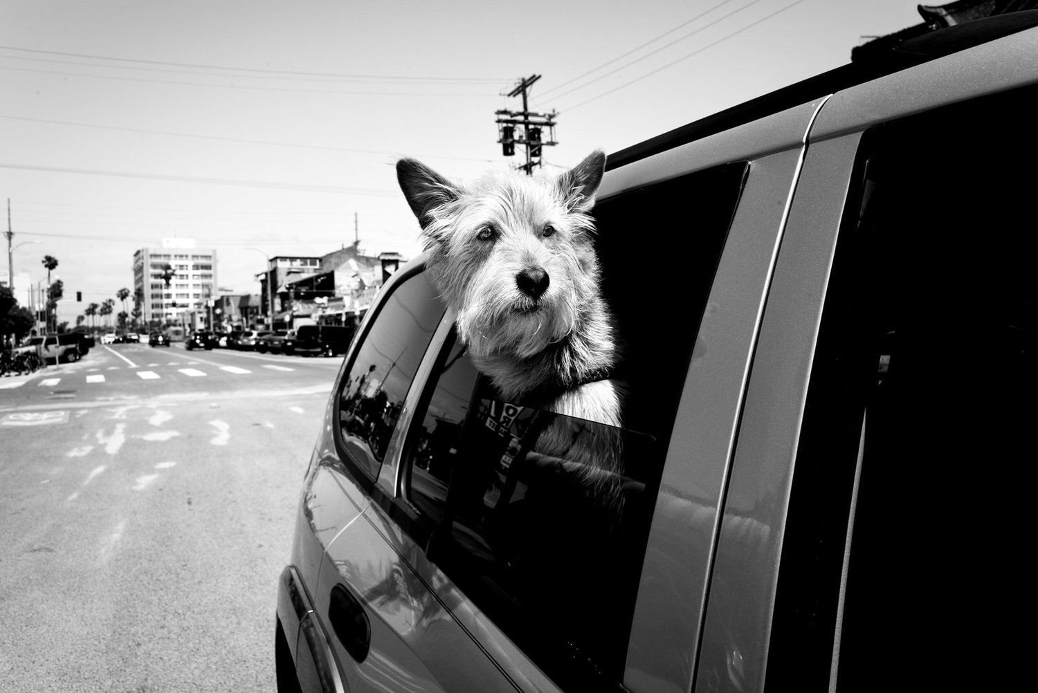 Животные США. Лос Анджелес приют для собак. Знаменитые фотографы собак. Место собаки 6