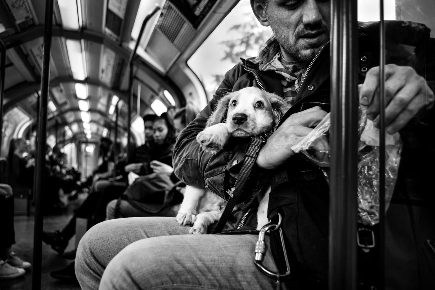 Alan Schaller - Street Photographer - Dogs 11.jpg