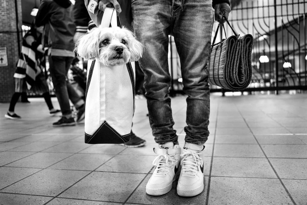 Alan Schaller - Street Photographer - Dogs 14.jpg