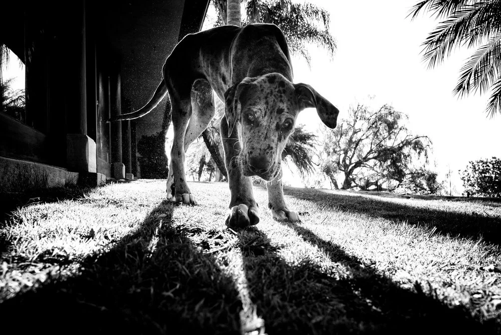 Alan Schaller - Street Photographer - Dogs 13.jpg