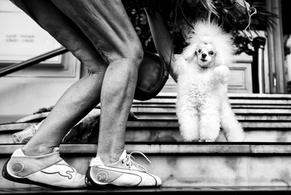Alan Schaller - Street Photographer - Dogs 28.jpg