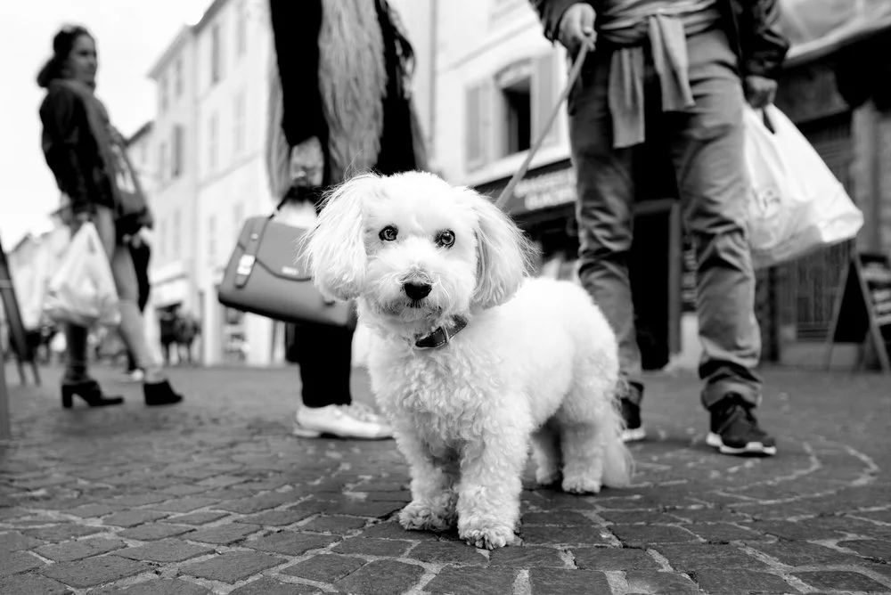 Alan Schaller - Street Photographer - Dogs 29.jpg