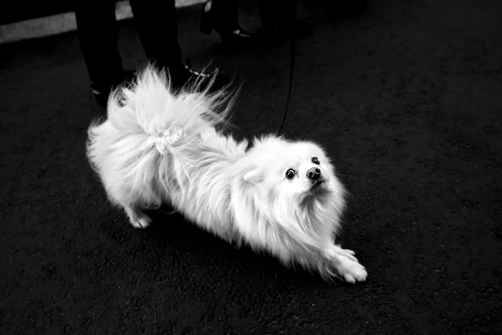 Alan Schaller - Street Photographer - Dogs 30.jpg