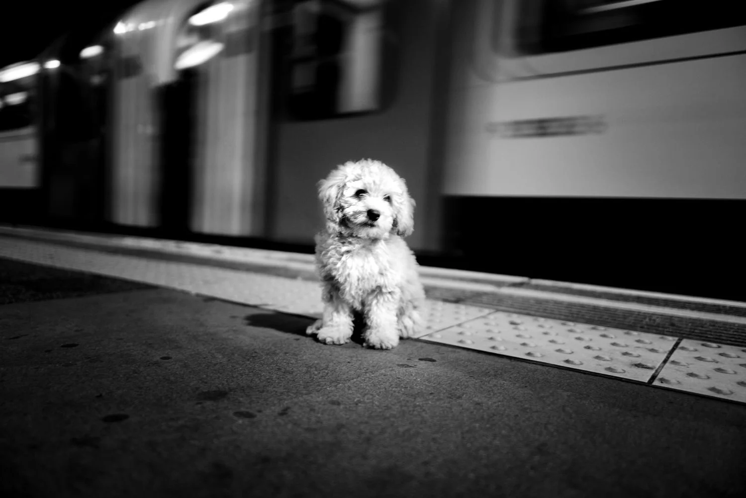 Alan Schaller - Street Photographer - Dogs 31.jpg