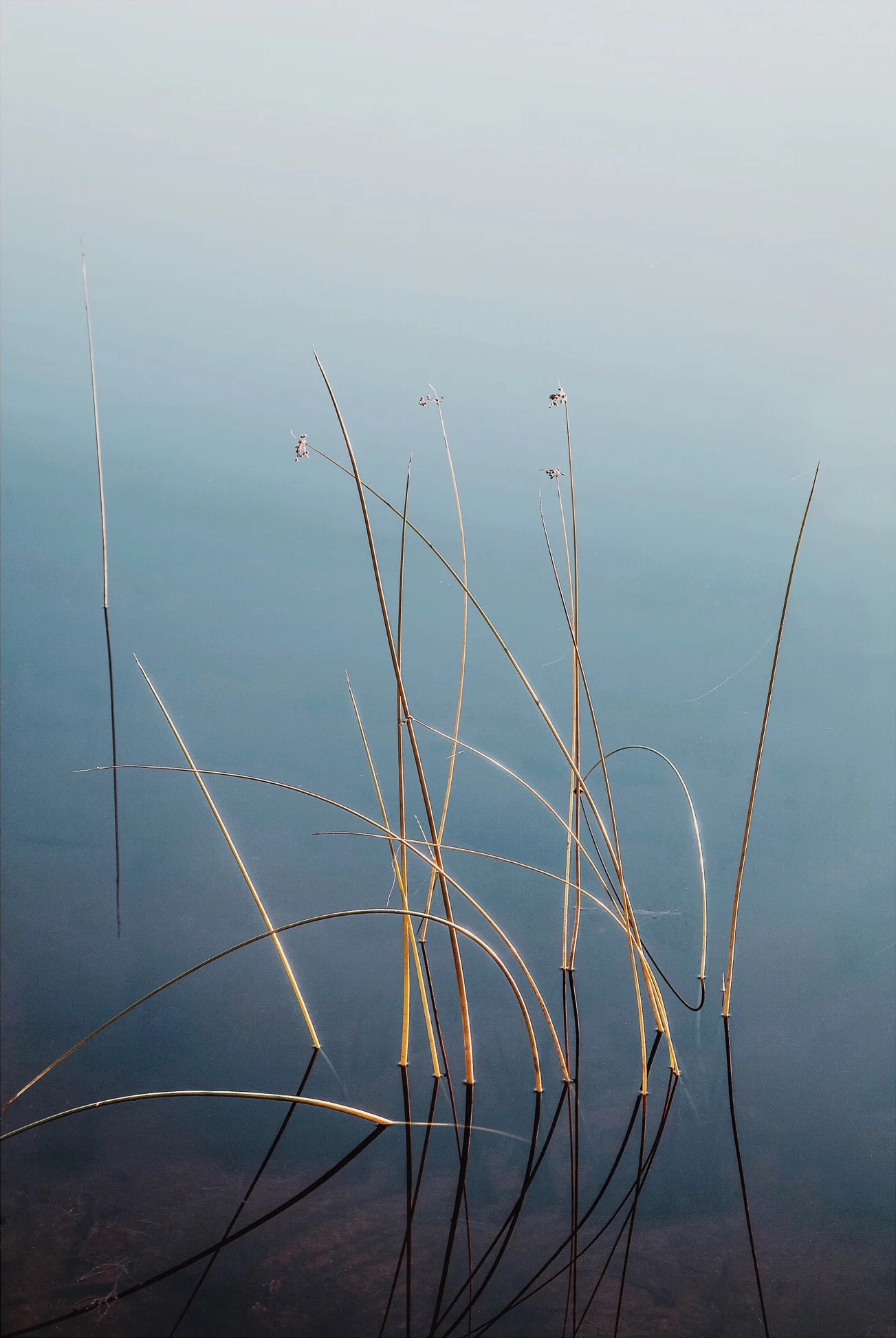 Maybe I can teach my roots to grow again