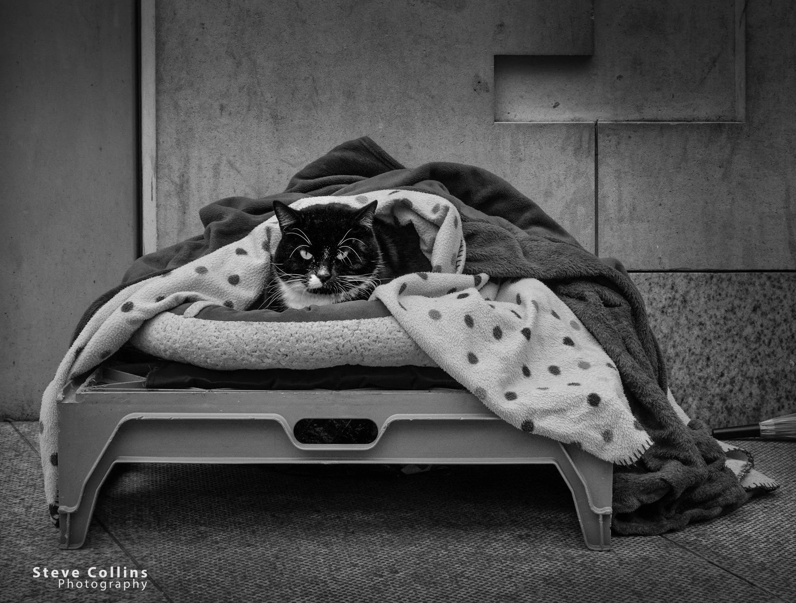 Homeless Cat(c) Steve Collins.jpg