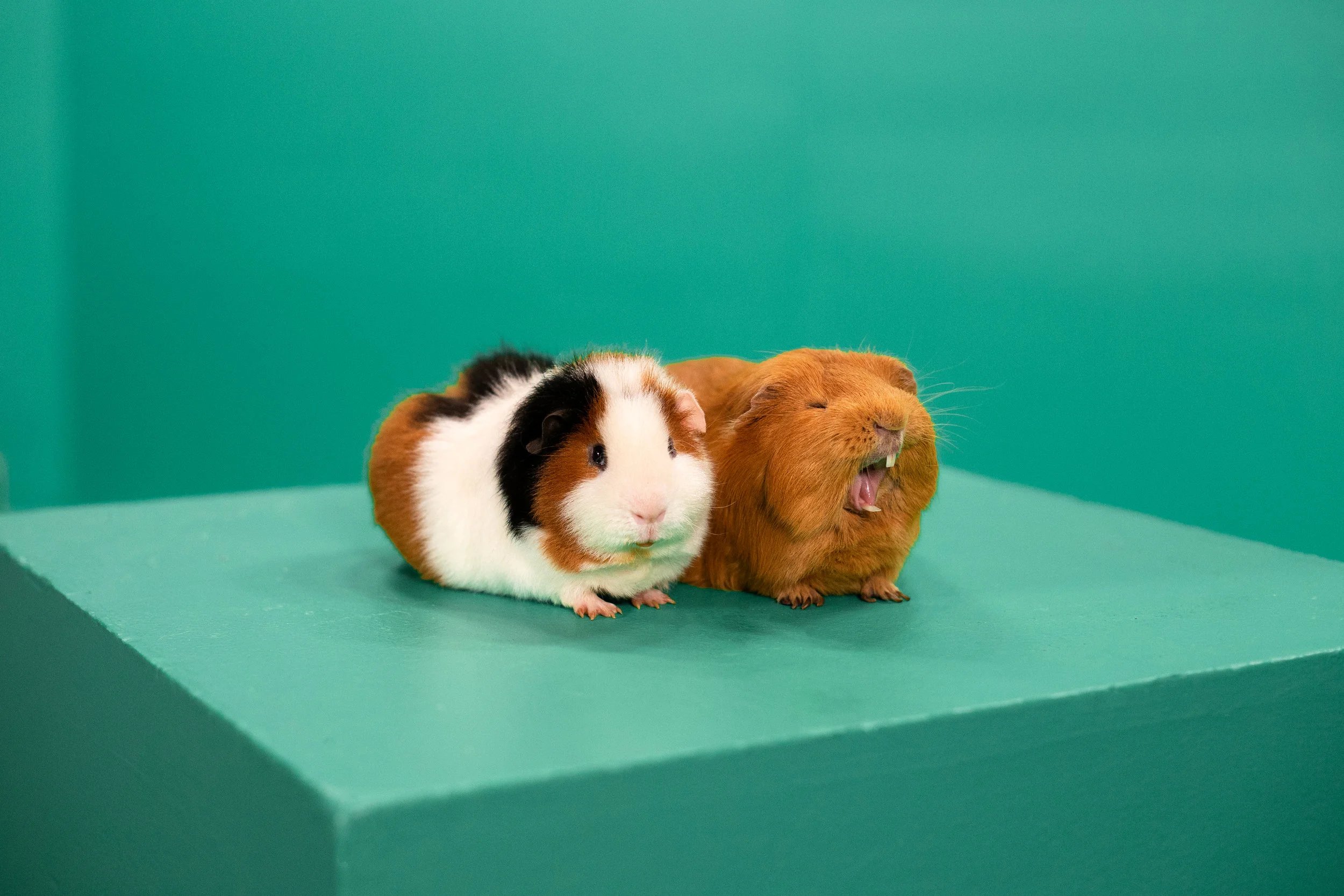 Cochon Dingue Saison 3 Eve B Lavoie